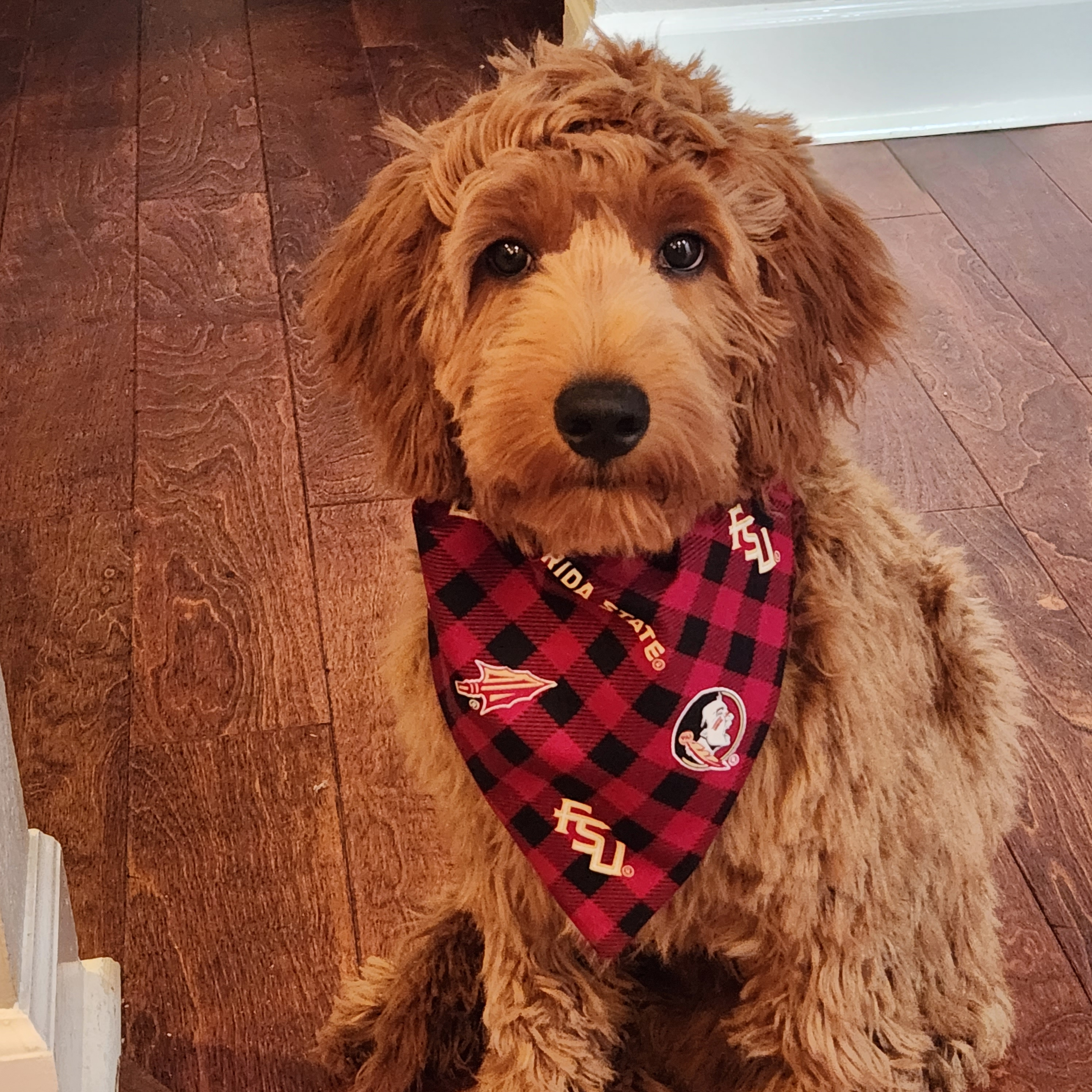 Energetic Golden Retriever Poodle Mix Puppy