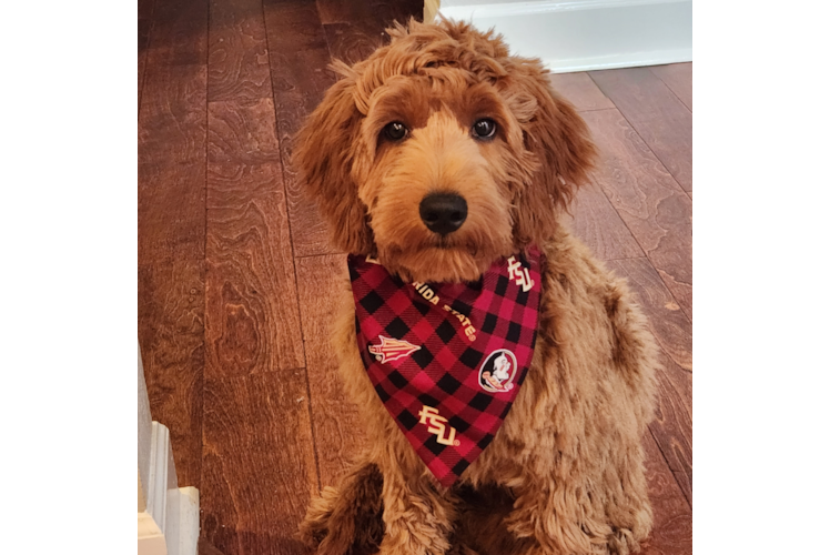 Energetic Golden Retriever Poodle Mix Puppy