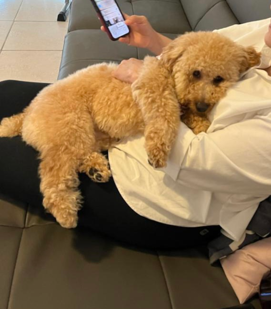 Poodle