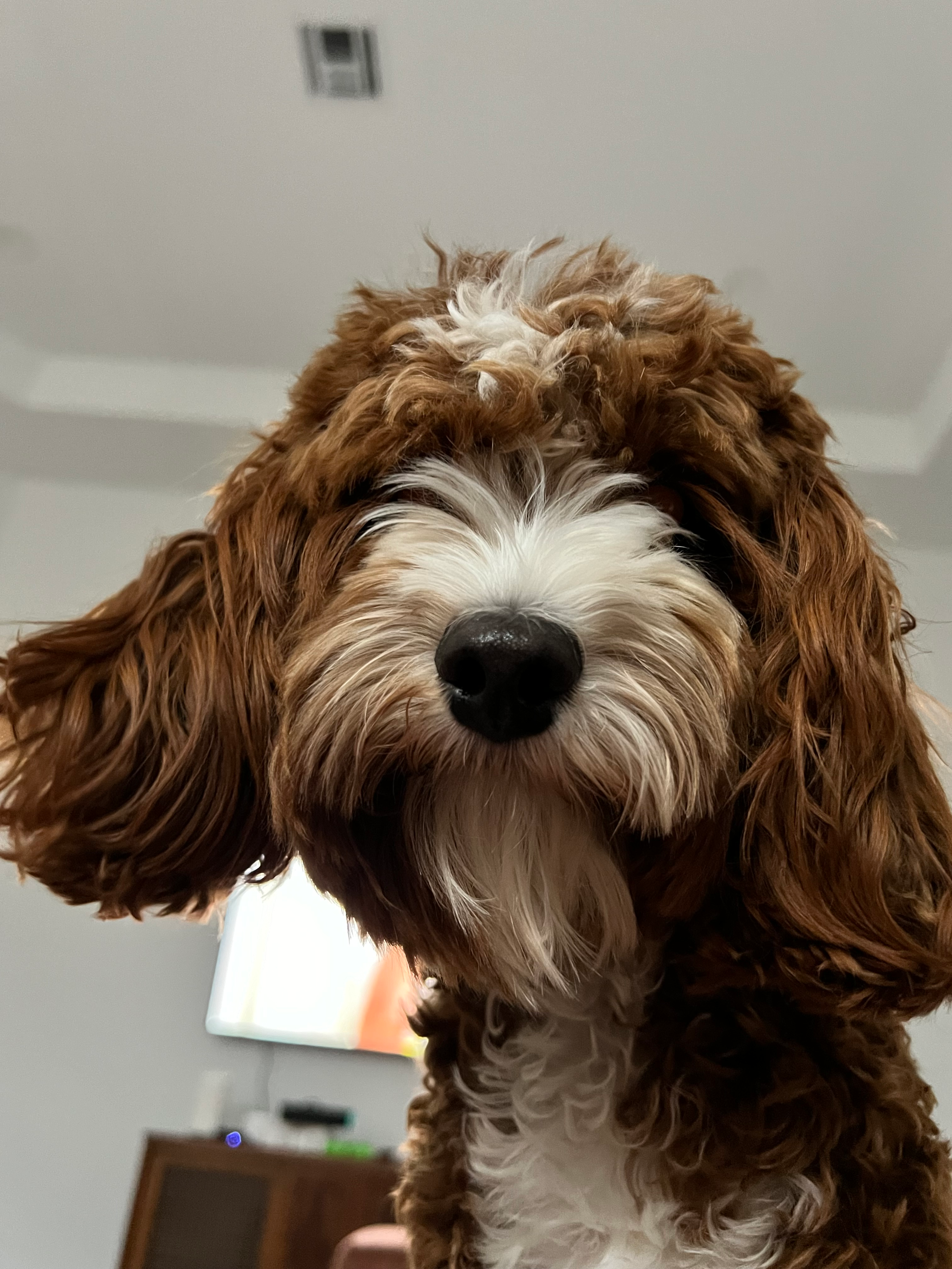 Popular Cavapoo Poodle Mix Pup