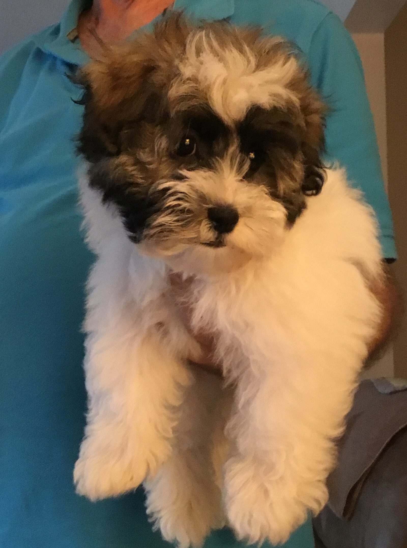Havanese Puppy for Adoption