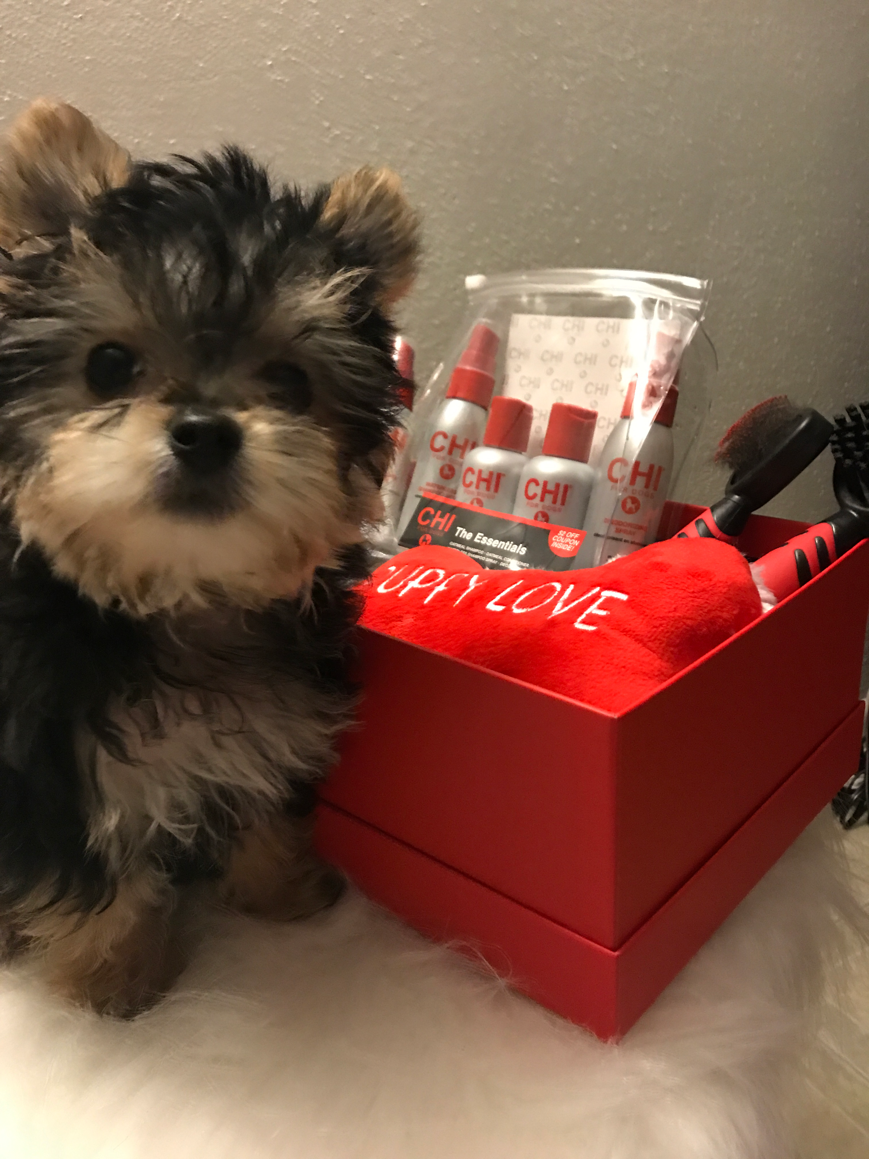Energetic Yorkie Designer Puppy