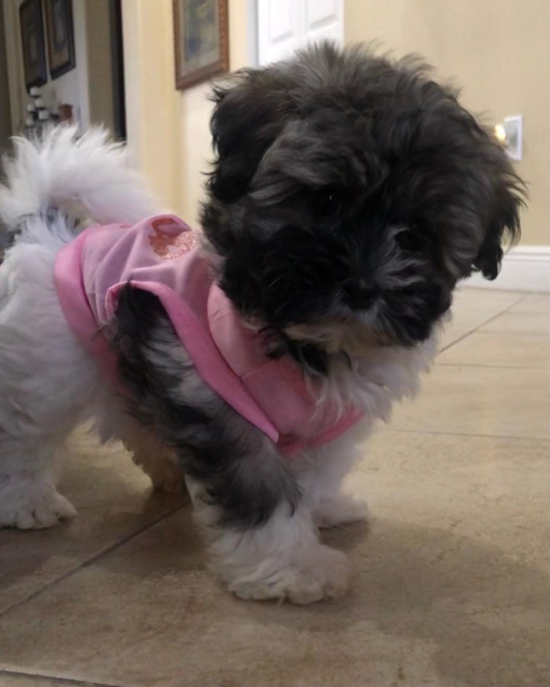 Havanese