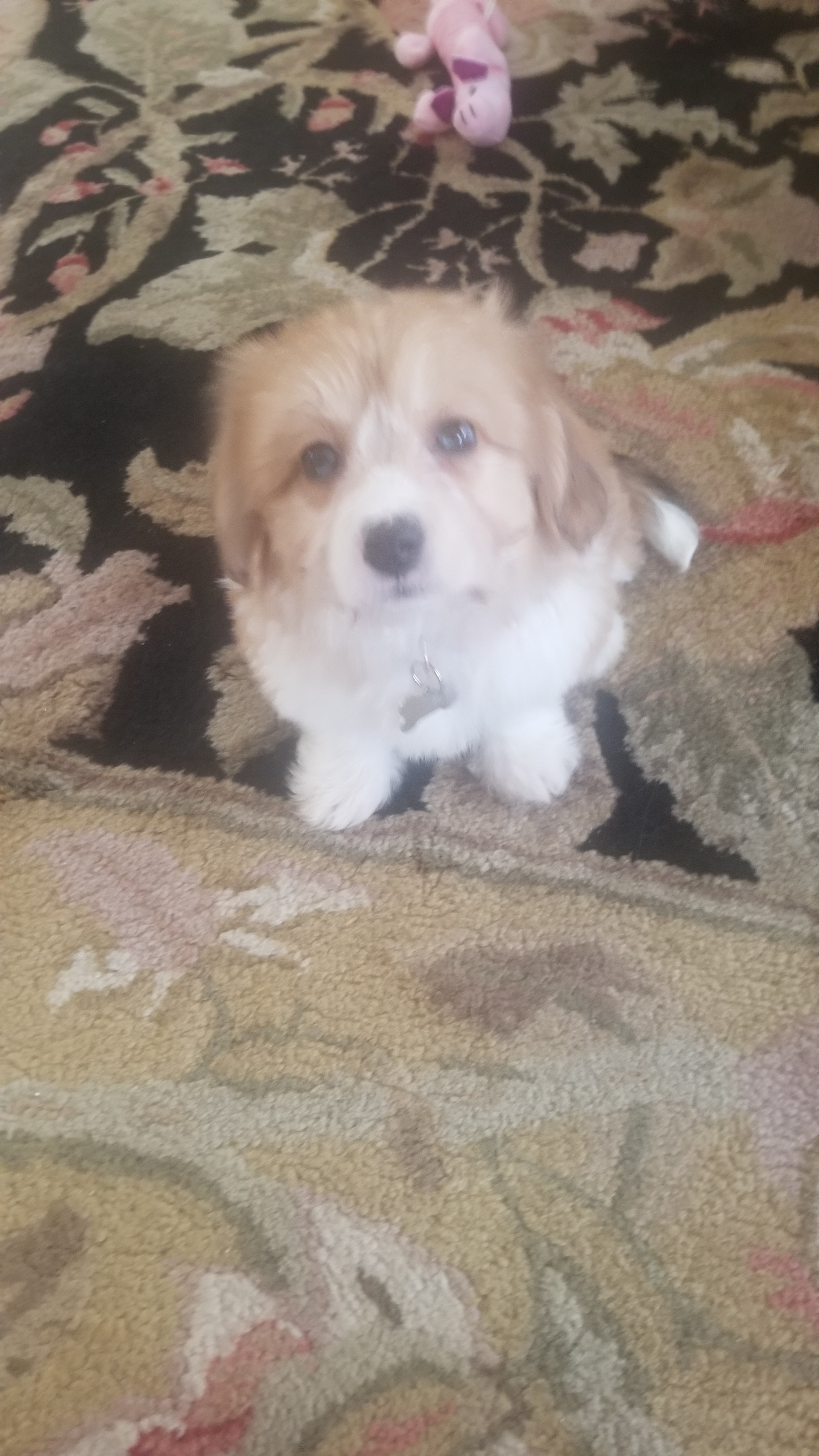 Aussiechon Puppy for Adoption