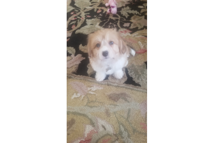 Meet Maizy - our Aussiechon Puppy Photo 1/3 - Florida Fur Babies