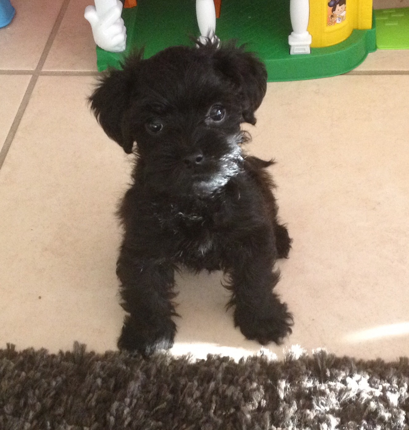 Cute Morkie Designer Pup