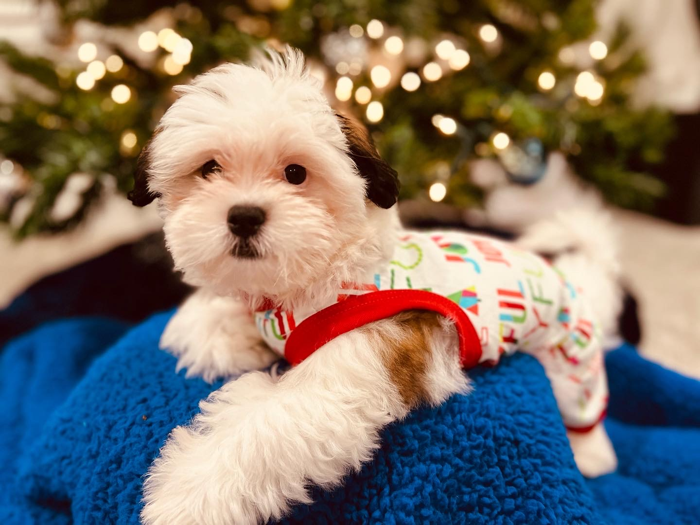 Teddy Bear Pup Being Cute
