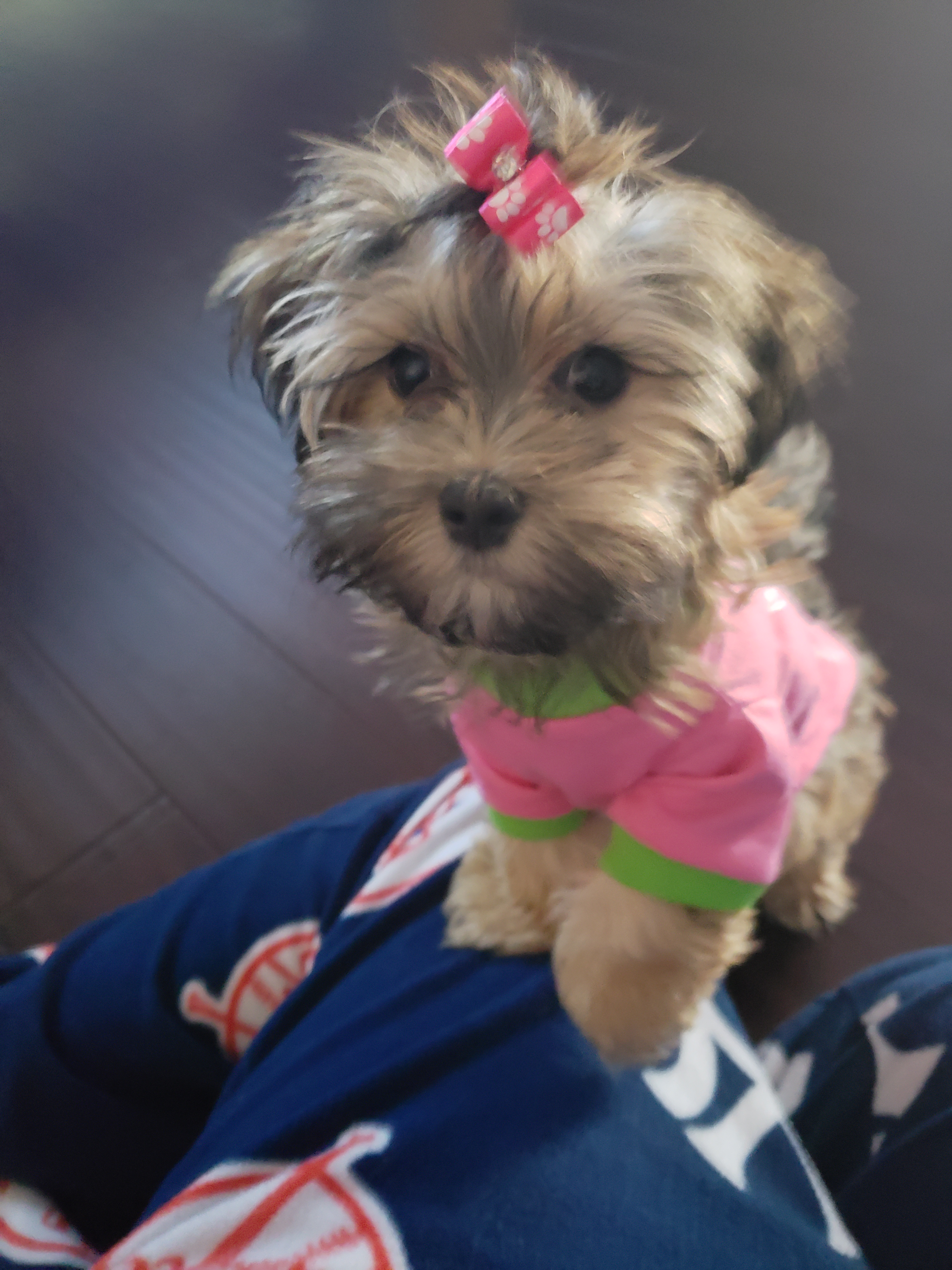 Cute Cockapoo Baby