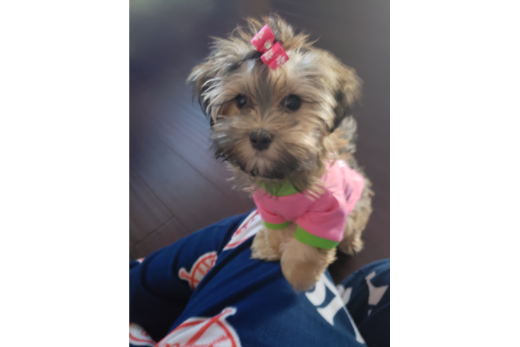 Meet  Olivia - our Morkie Puppy Photo 1/4 - Florida Fur Babies