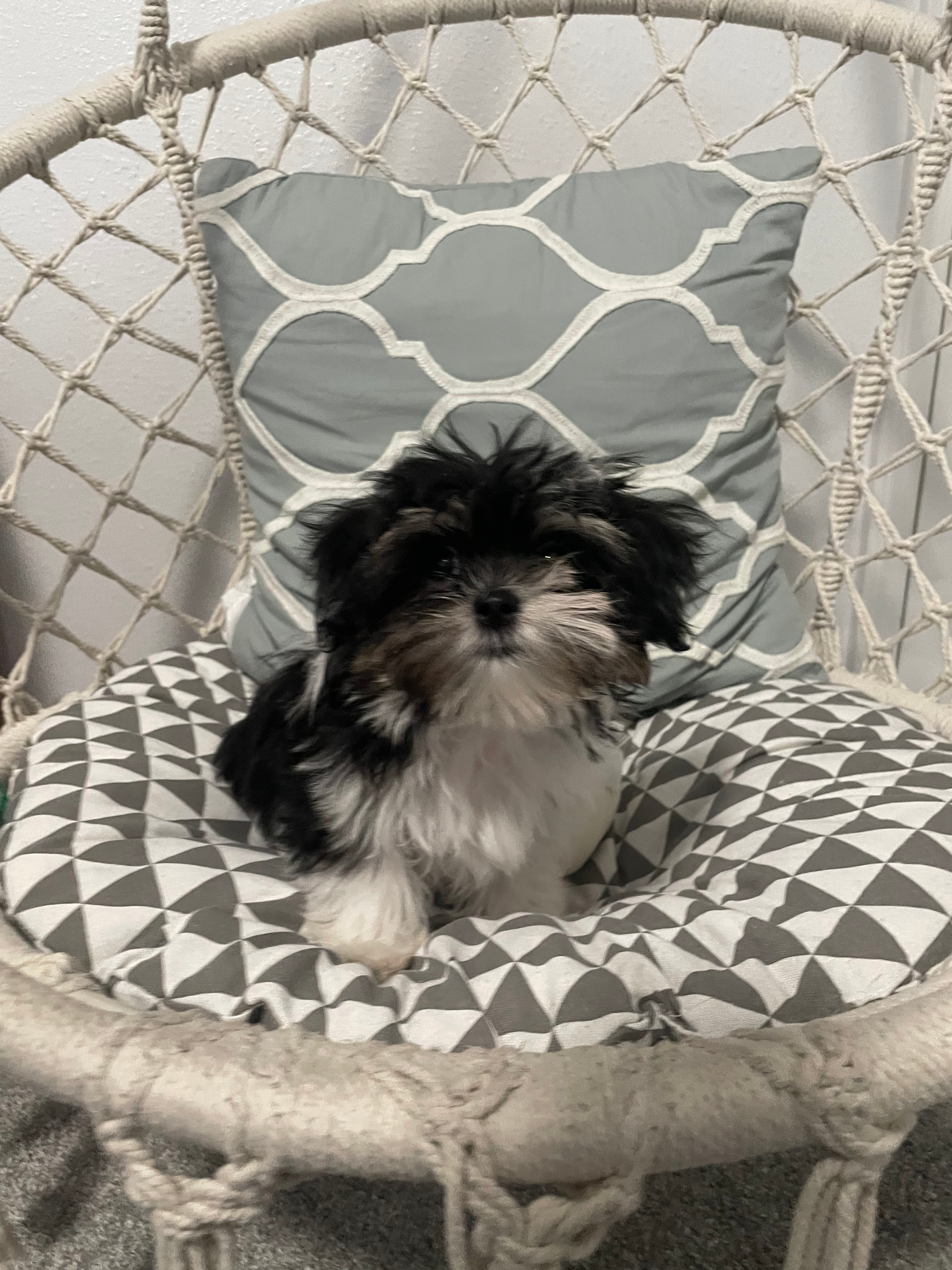 Teddy Bear Pup Being Cute