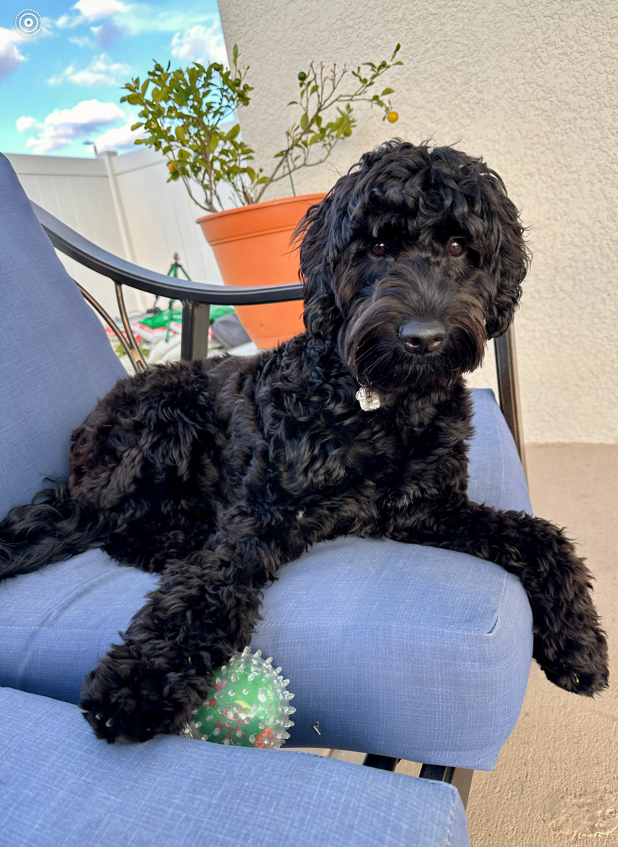 Popular Mini Goldendoodle Poodle Mix Pup