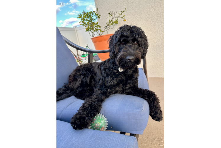 Popular Mini Goldendoodle Poodle Mix Pup