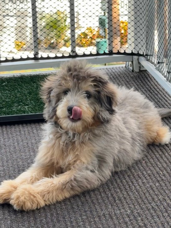 Mini Bernedoodle