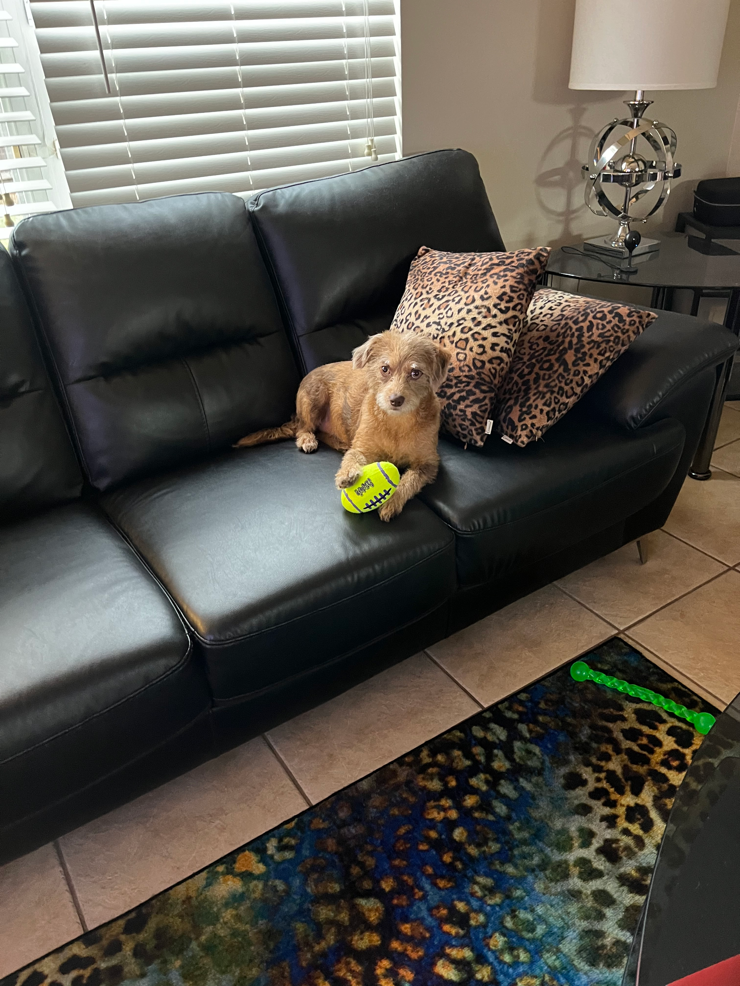 Mini Labradoodle Puppy for Adoption