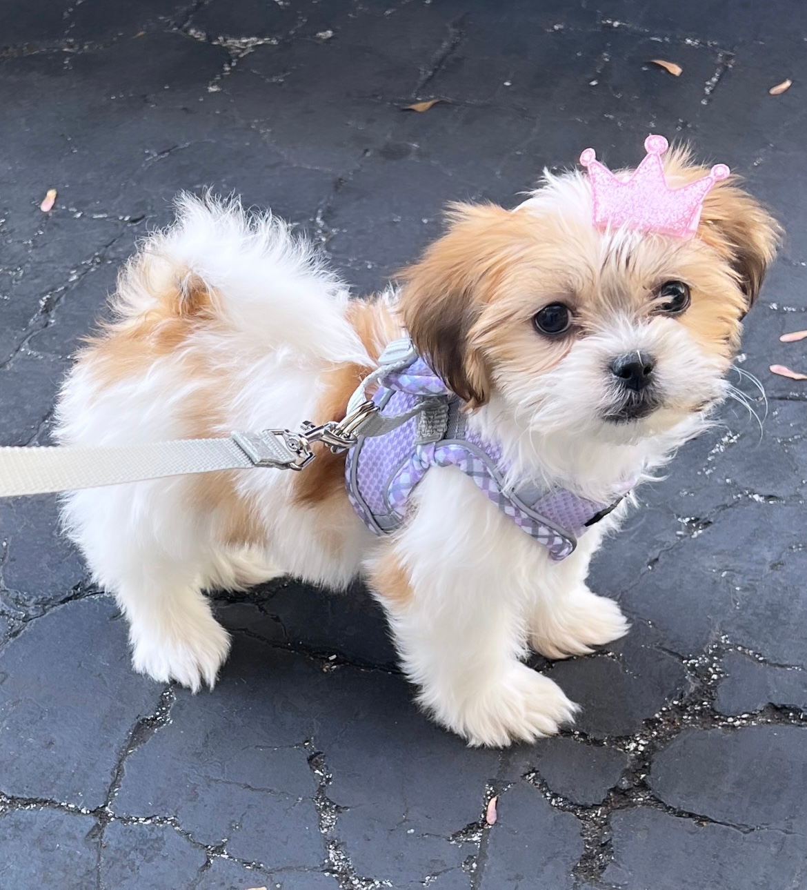 Teddy Bear Pup Being Cute