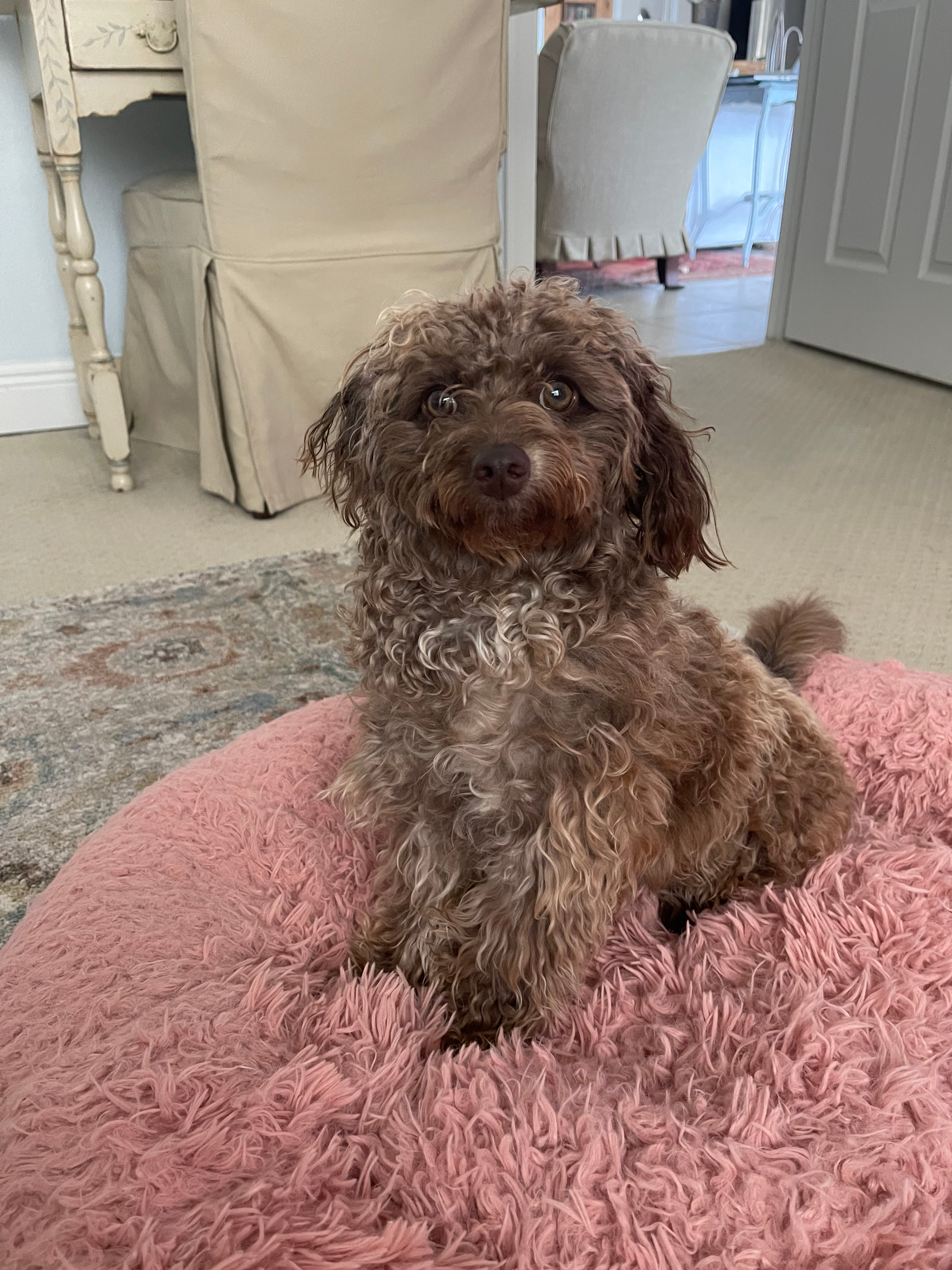 Fluffy Mini Labradoodle Poodle Mix Pup