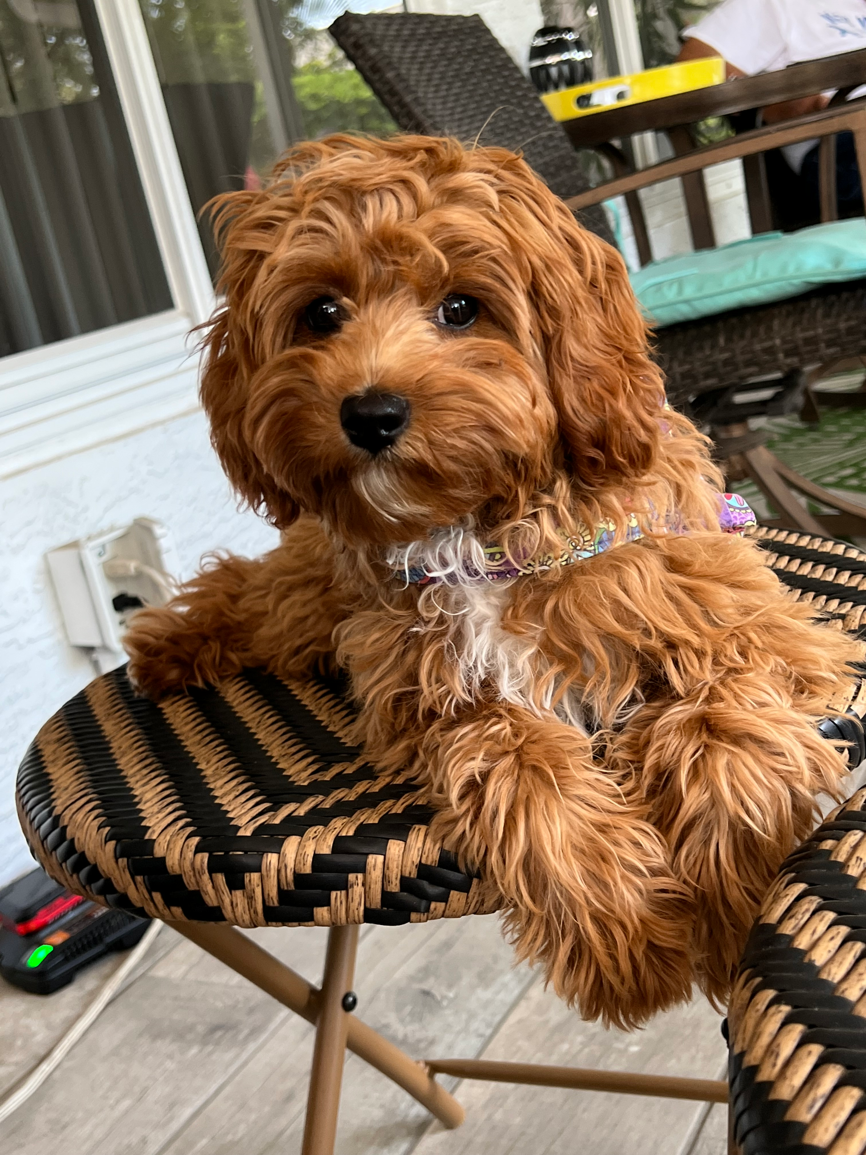 Best Cavapoo Baby