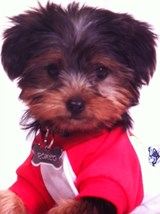 Cute Pomeranian Baby