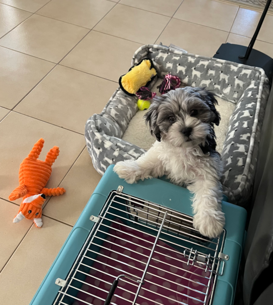 Shih Poo