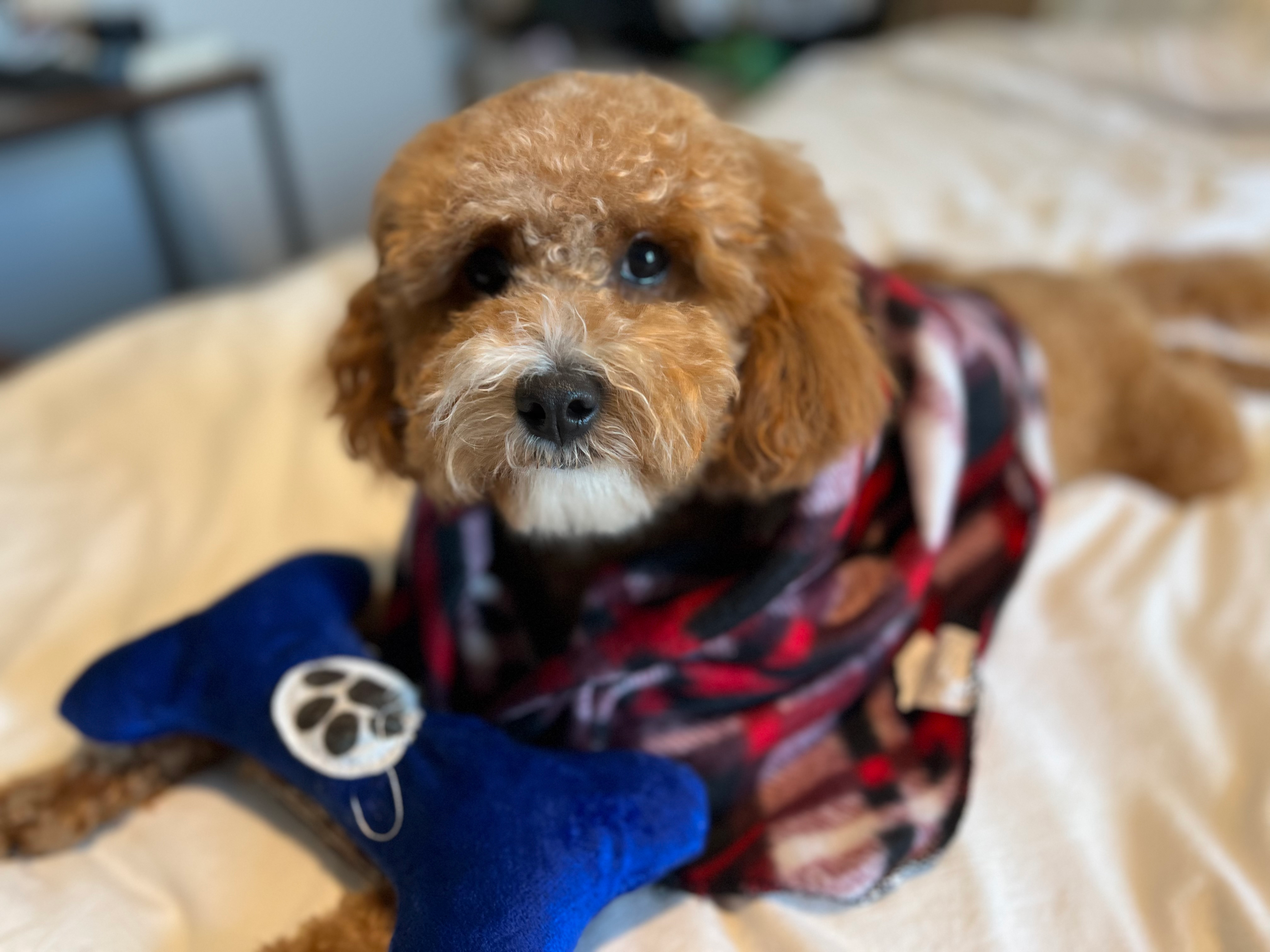Cute Cavoodle Poodle Mix Puppy