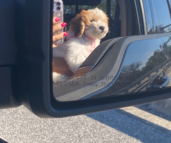 Teddy Bear