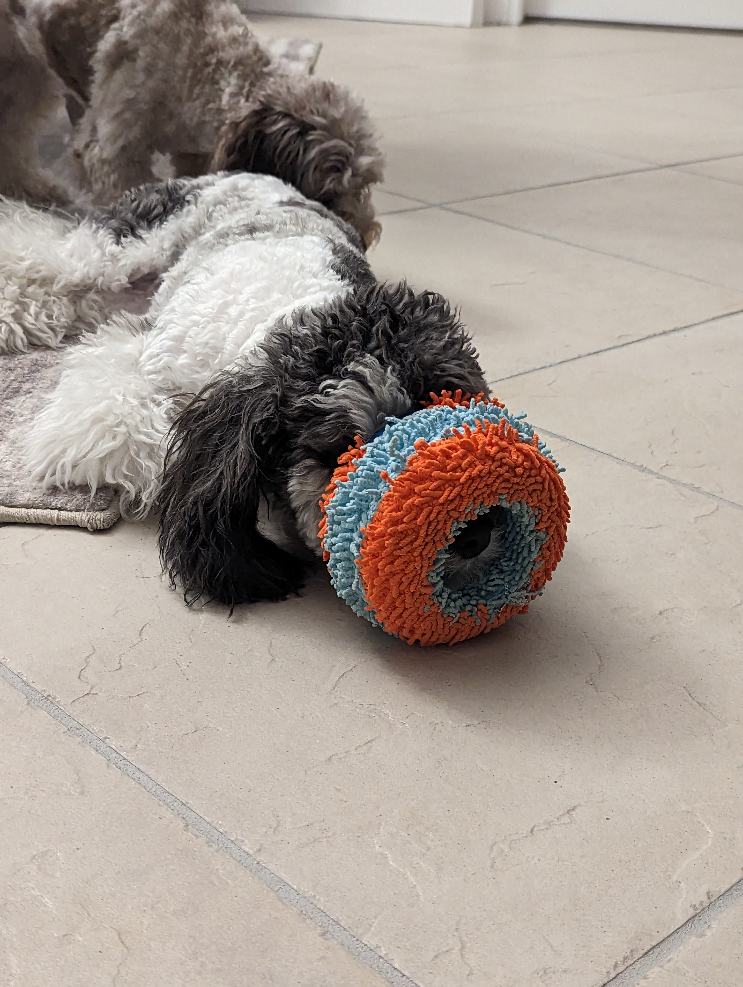 Hypoallergenic Cockerpoo Poodle Mix Puppy