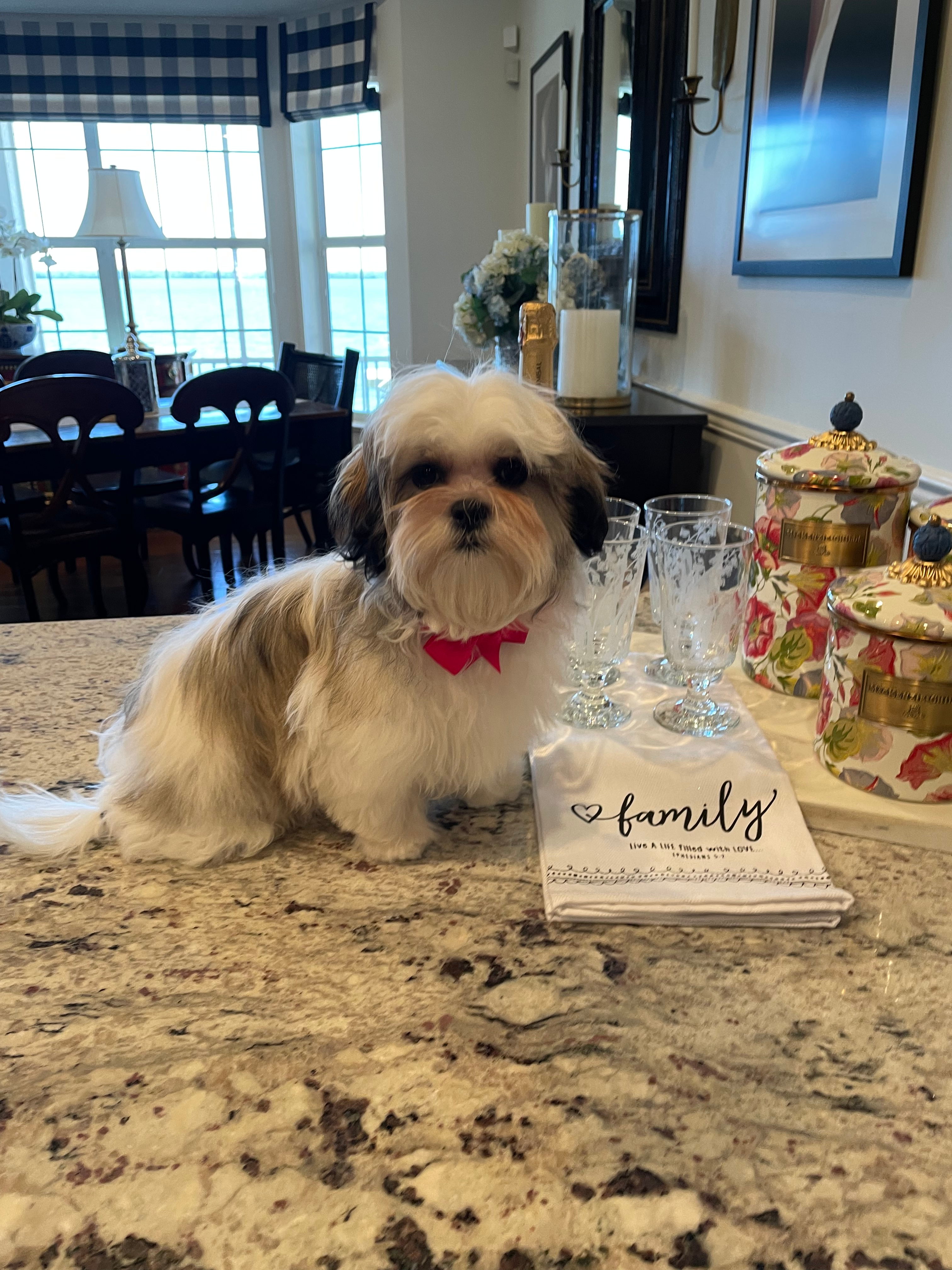 Adorable Shitzu Designer Puppy