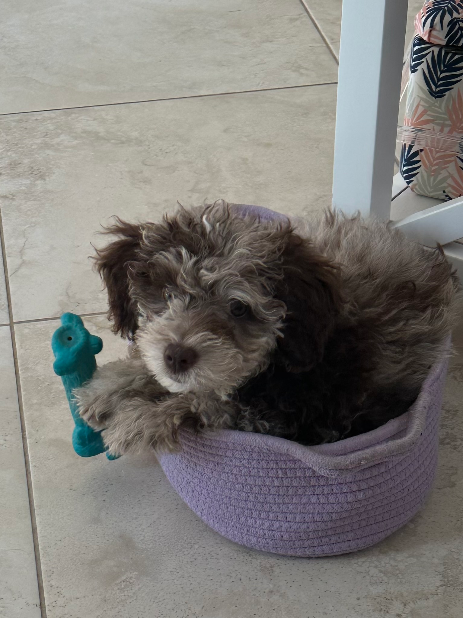Friendly Cavapoo Baby