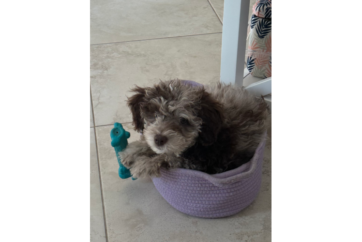 Friendly Cavapoo Baby