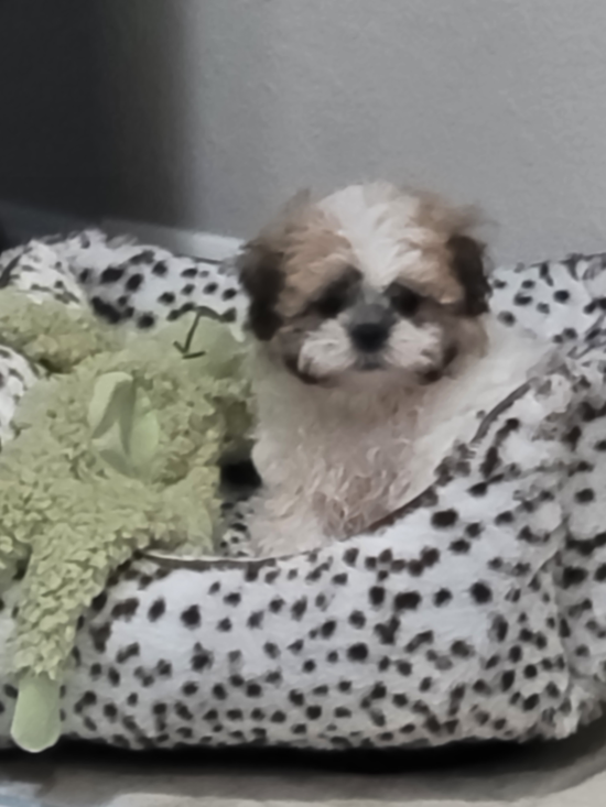 Teddy Bear
