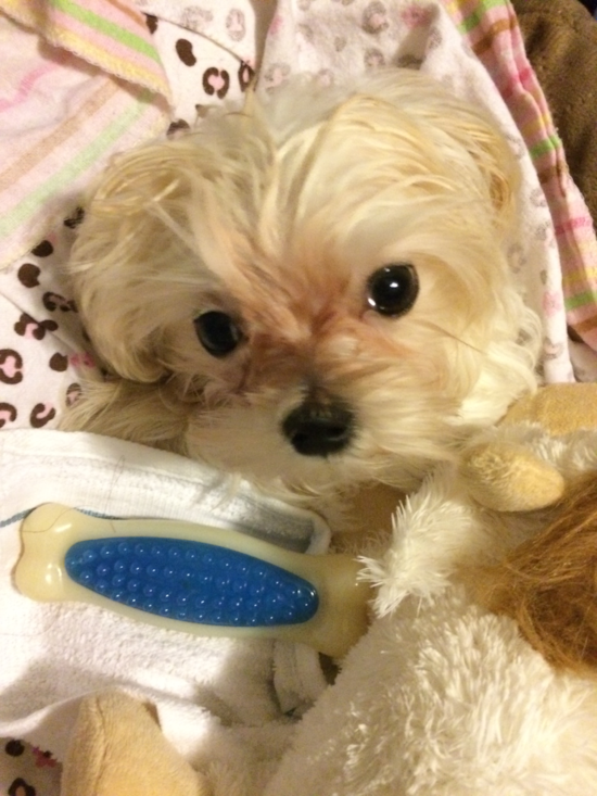 Maltipoo