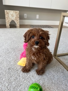 Cavapoo Puppy for Adoption