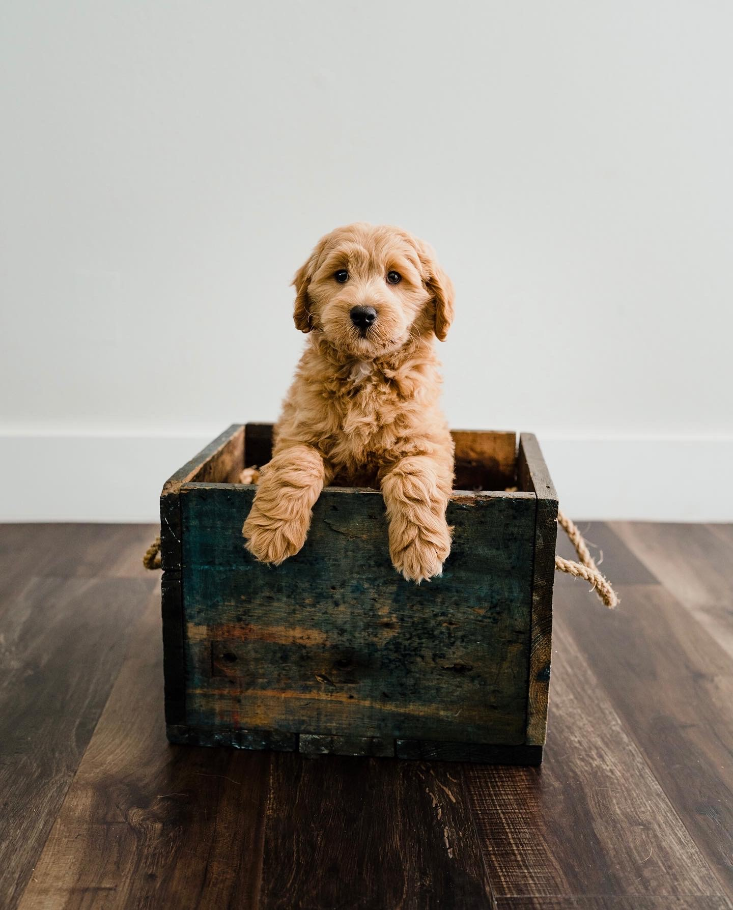 Mini Goldendoodle Puppy for Adoption