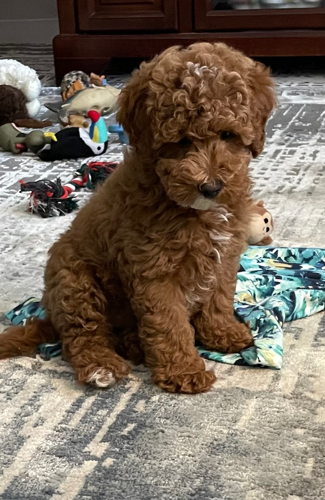 Petite Mini Goldendoodle Poodle Mix Pup