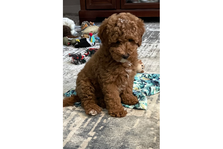 Petite Mini Goldendoodle Poodle Mix Pup