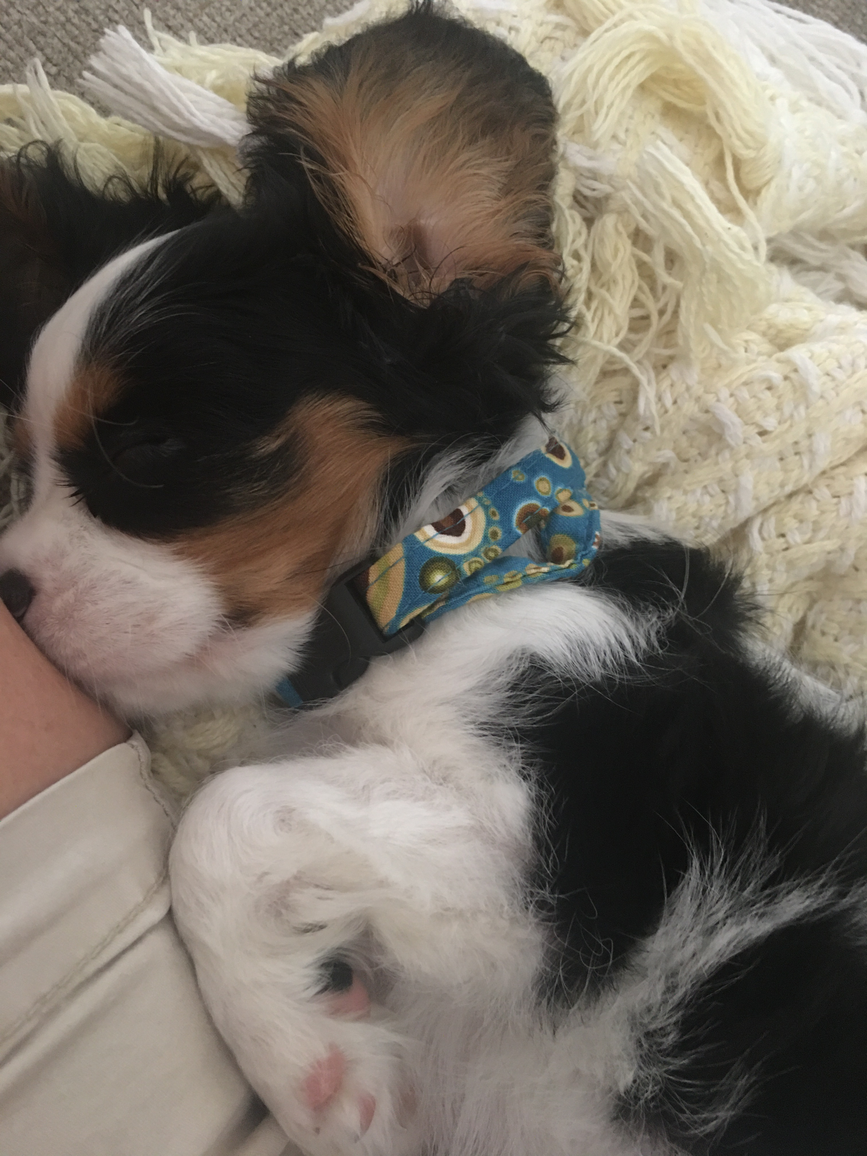 Energetic Cavalier King Charles Spaniel Purebred Puppy