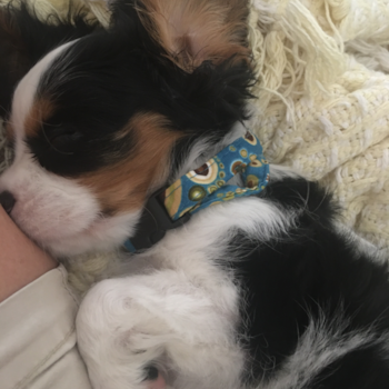 Cavalier King Charles Spaniel Puppies For Sale, Key West, FL #338879