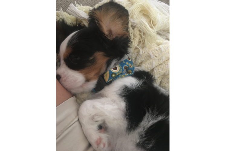 Meet  Henry - our Cavalier King Charles Spaniel Puppy Photo 1/4 - Florida Fur Babies