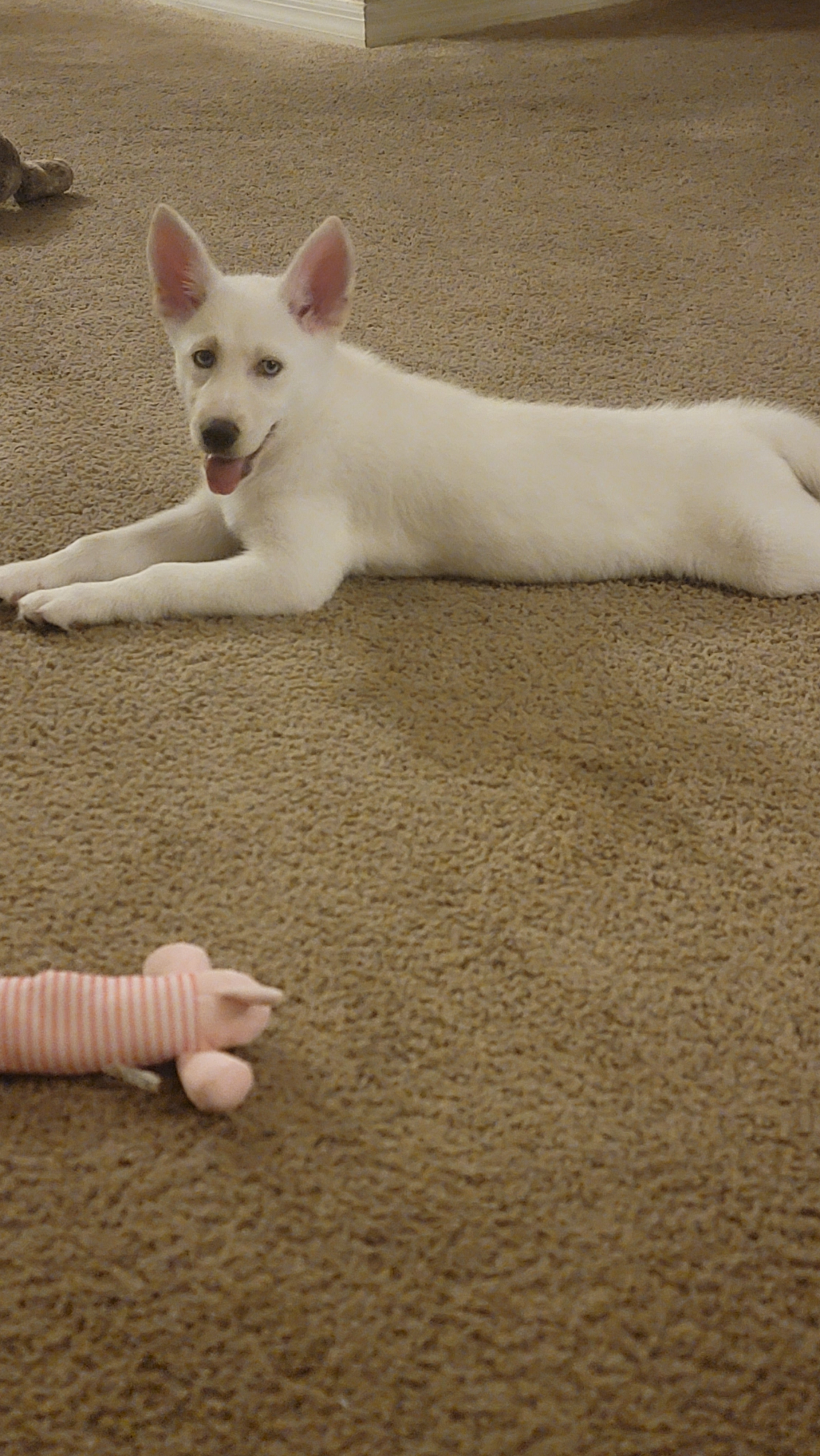 Petite Pomsky Designer Pup