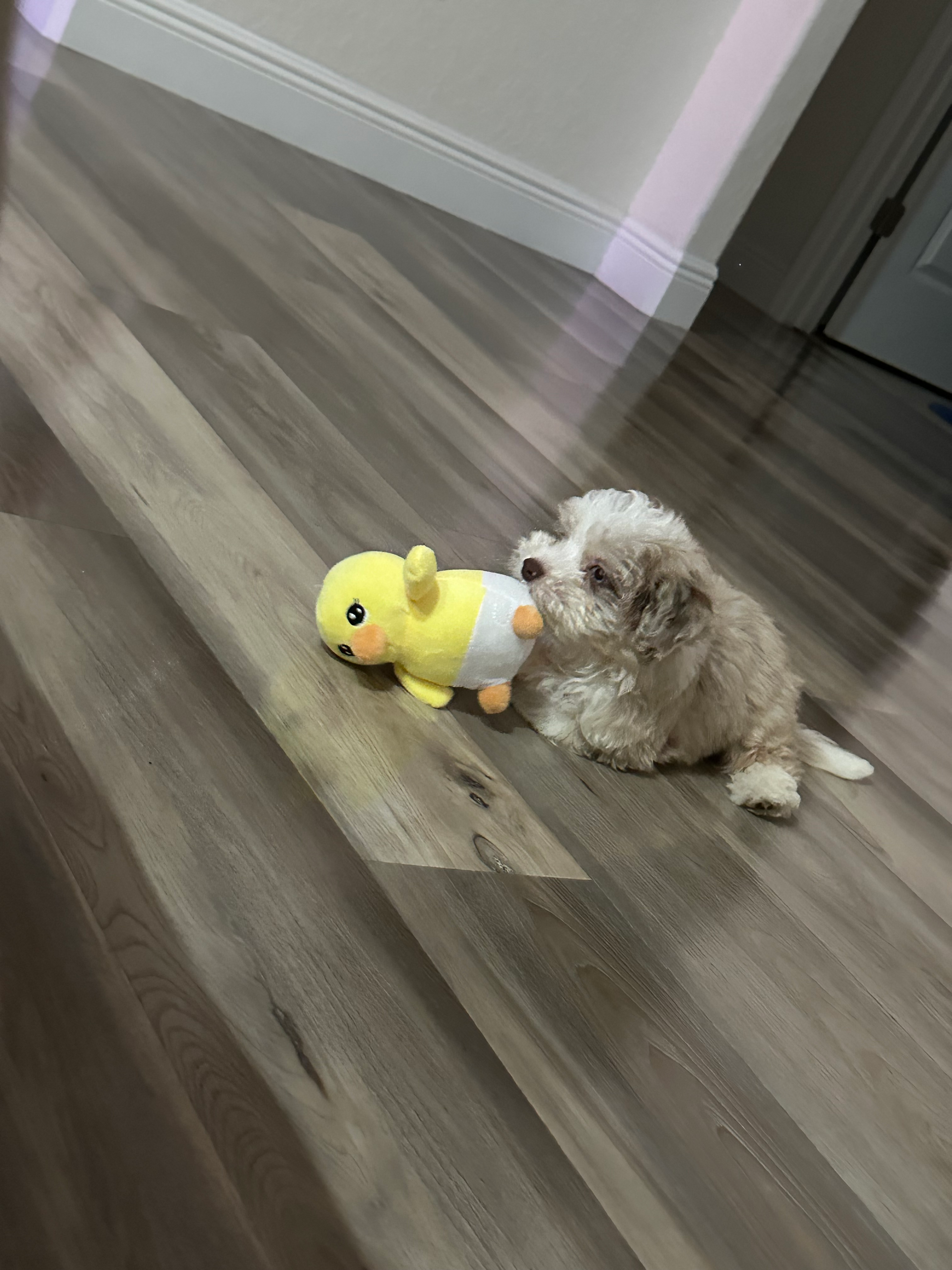 Adorable Aussiepoo Poodle Mix Puppy