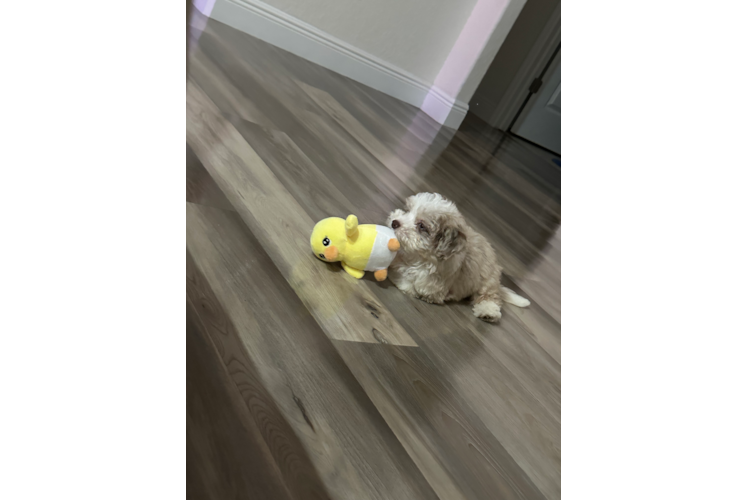 Adorable Aussiepoo Poodle Mix Puppy