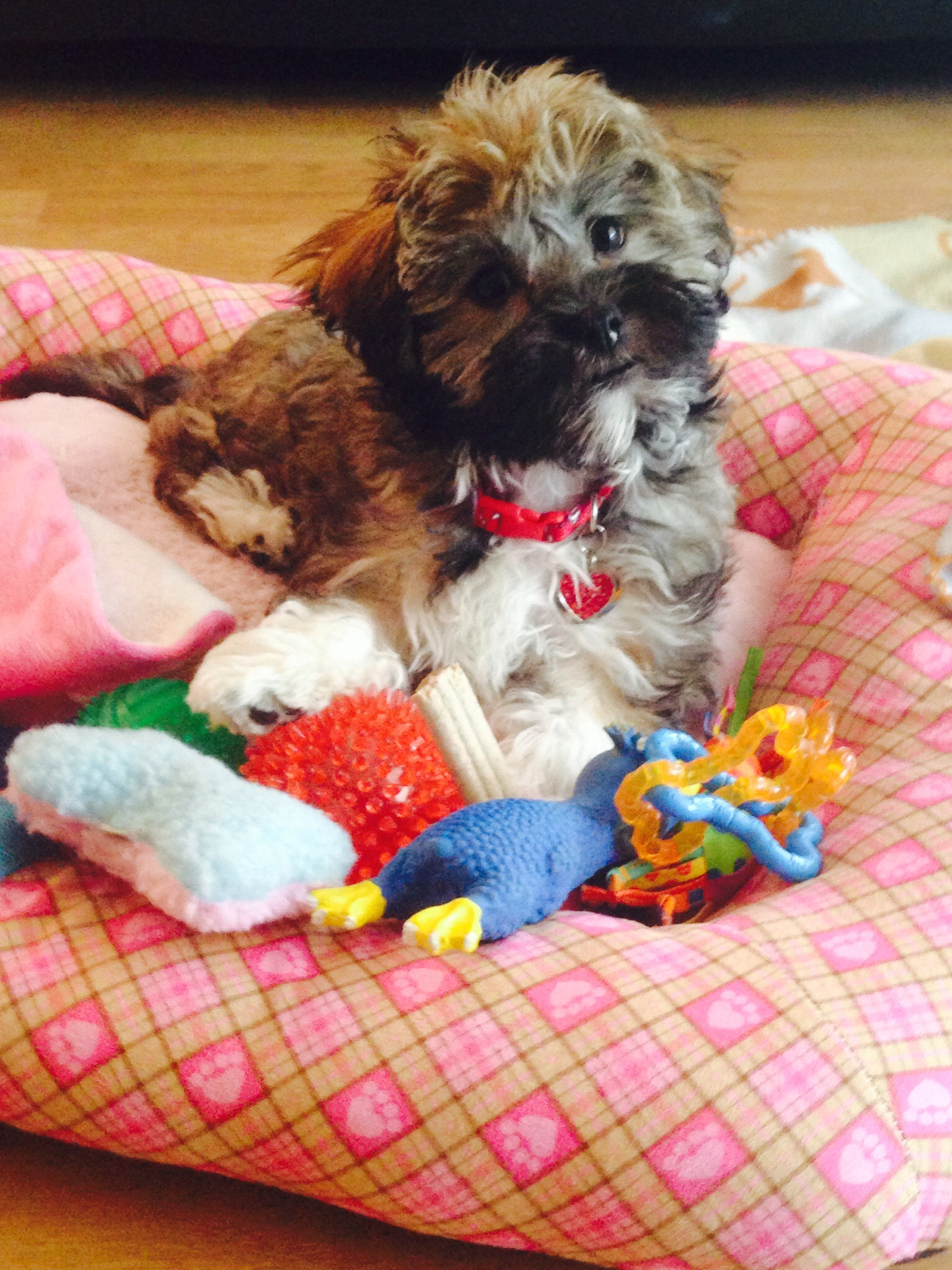 Havanese Pup Being Cute