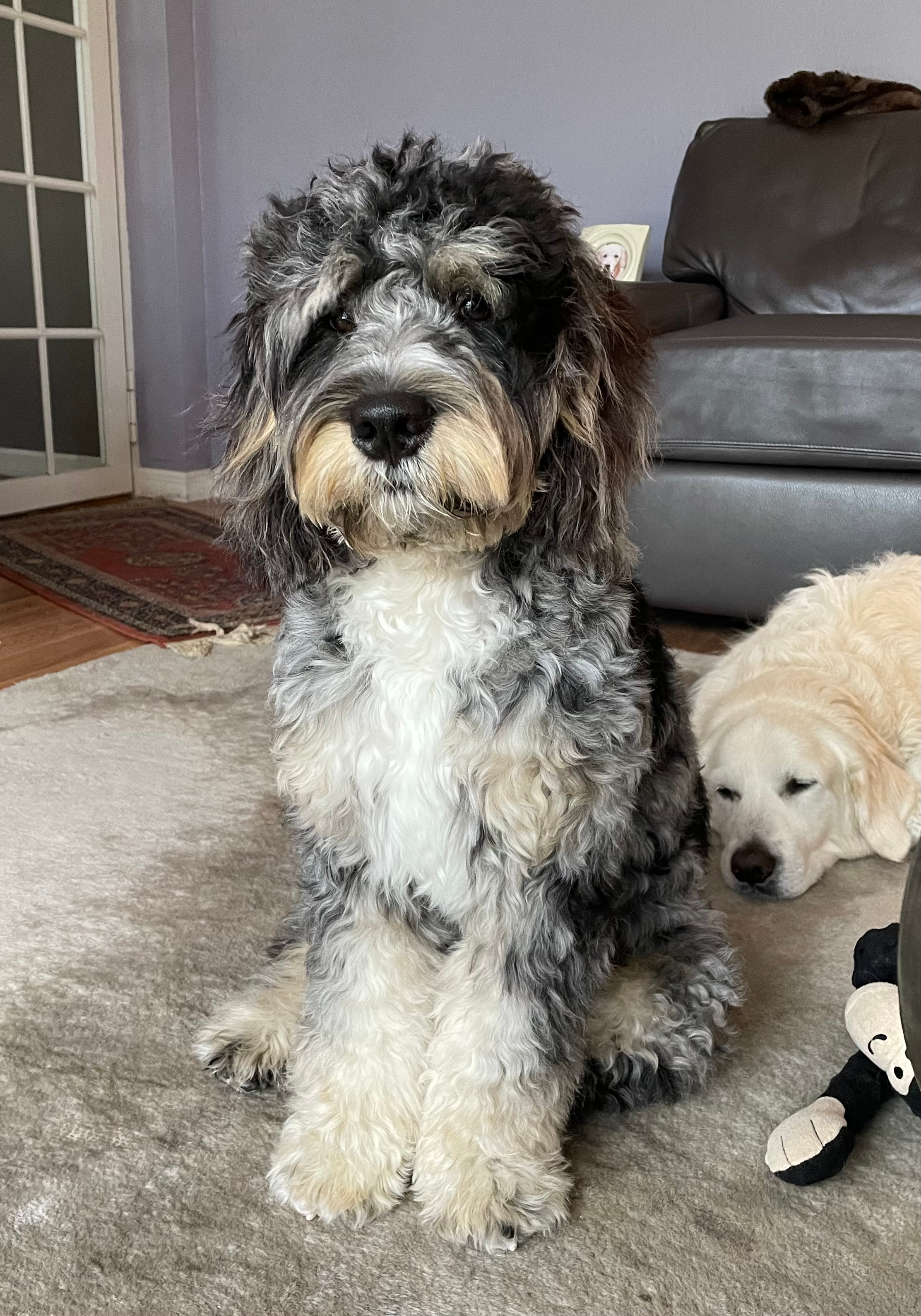 Best Mini Bernedoodle Baby