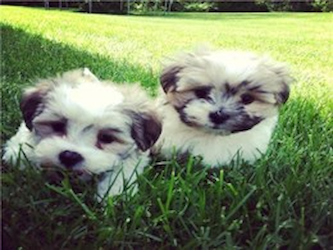 Nash and Knox - Teddy Bear Puppy For Sale - Florida Fur Babies