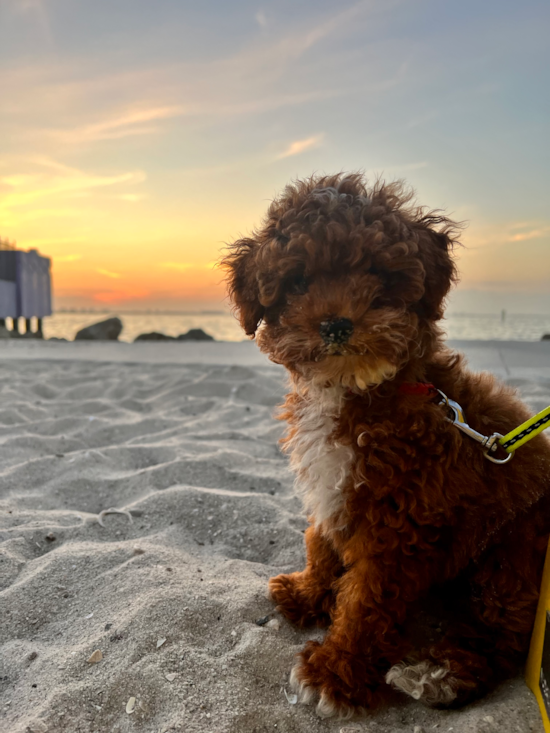 Poodle