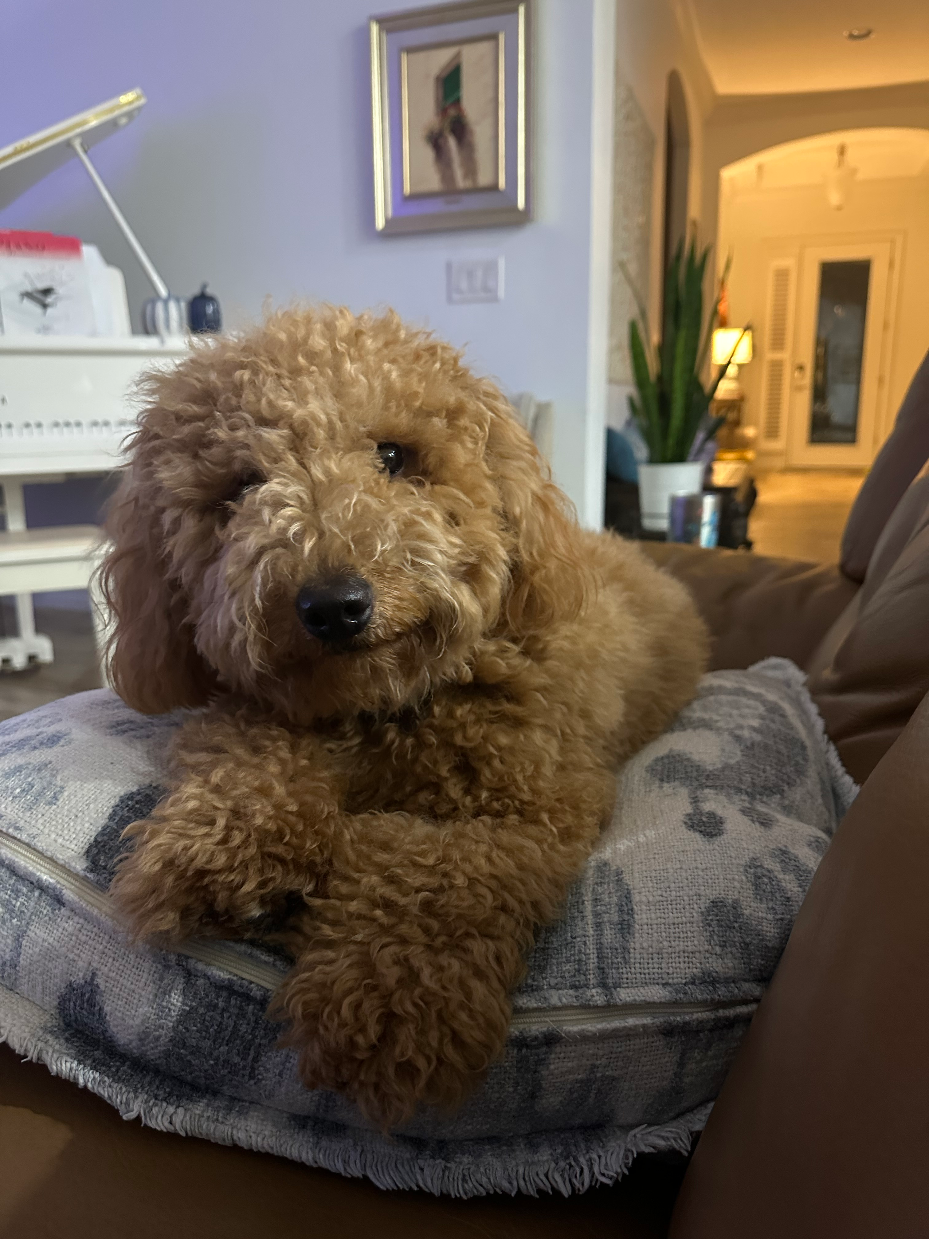 Best Mini Goldendoodle Baby