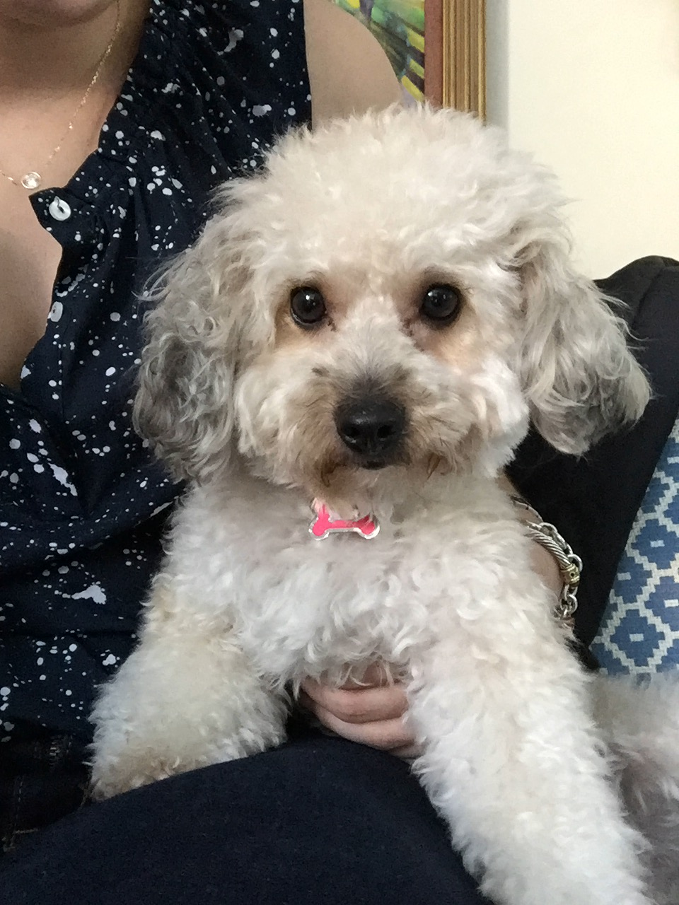 Maltese Pup Being Cute