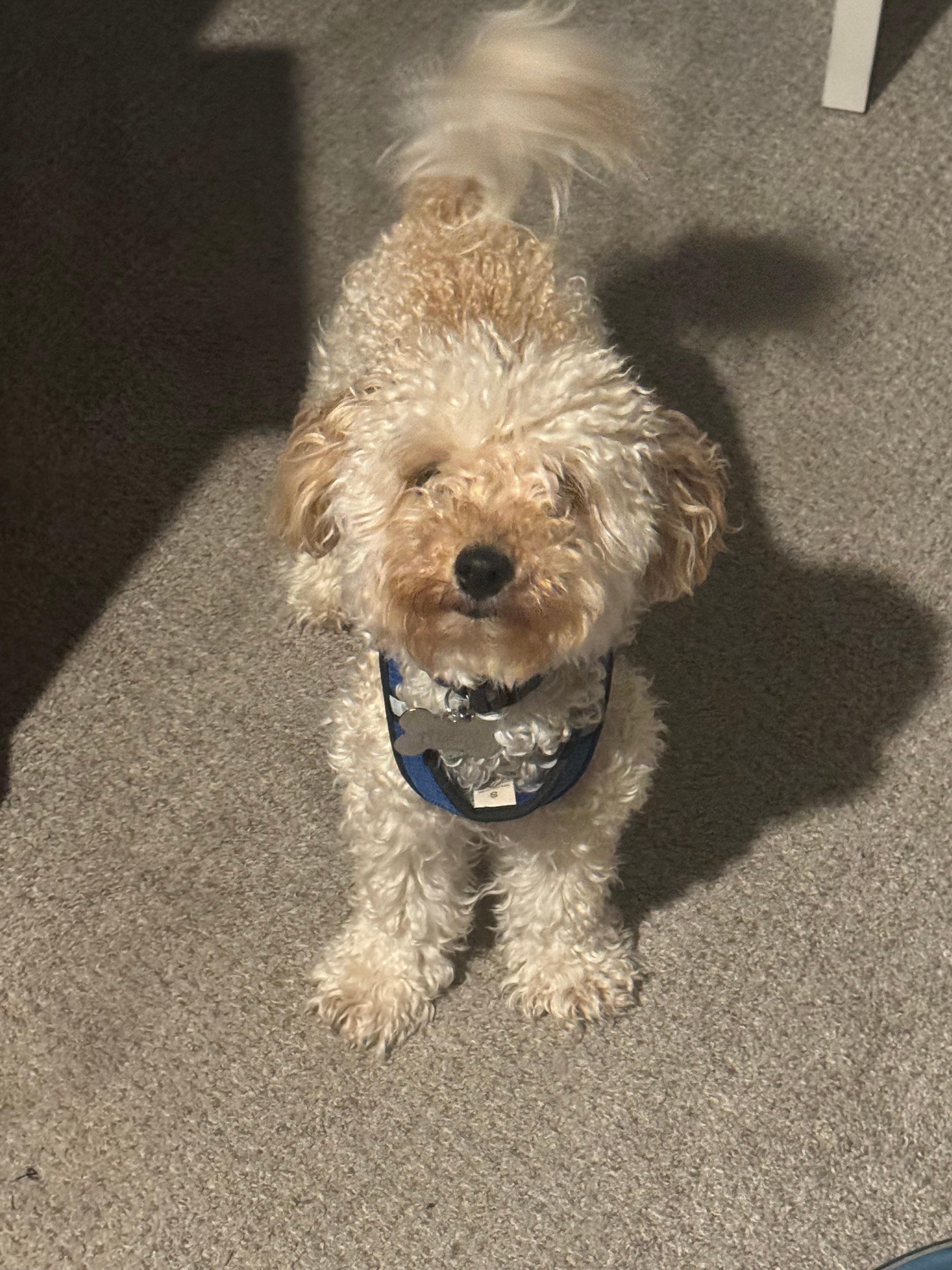 Poochon Puppy for Adoption