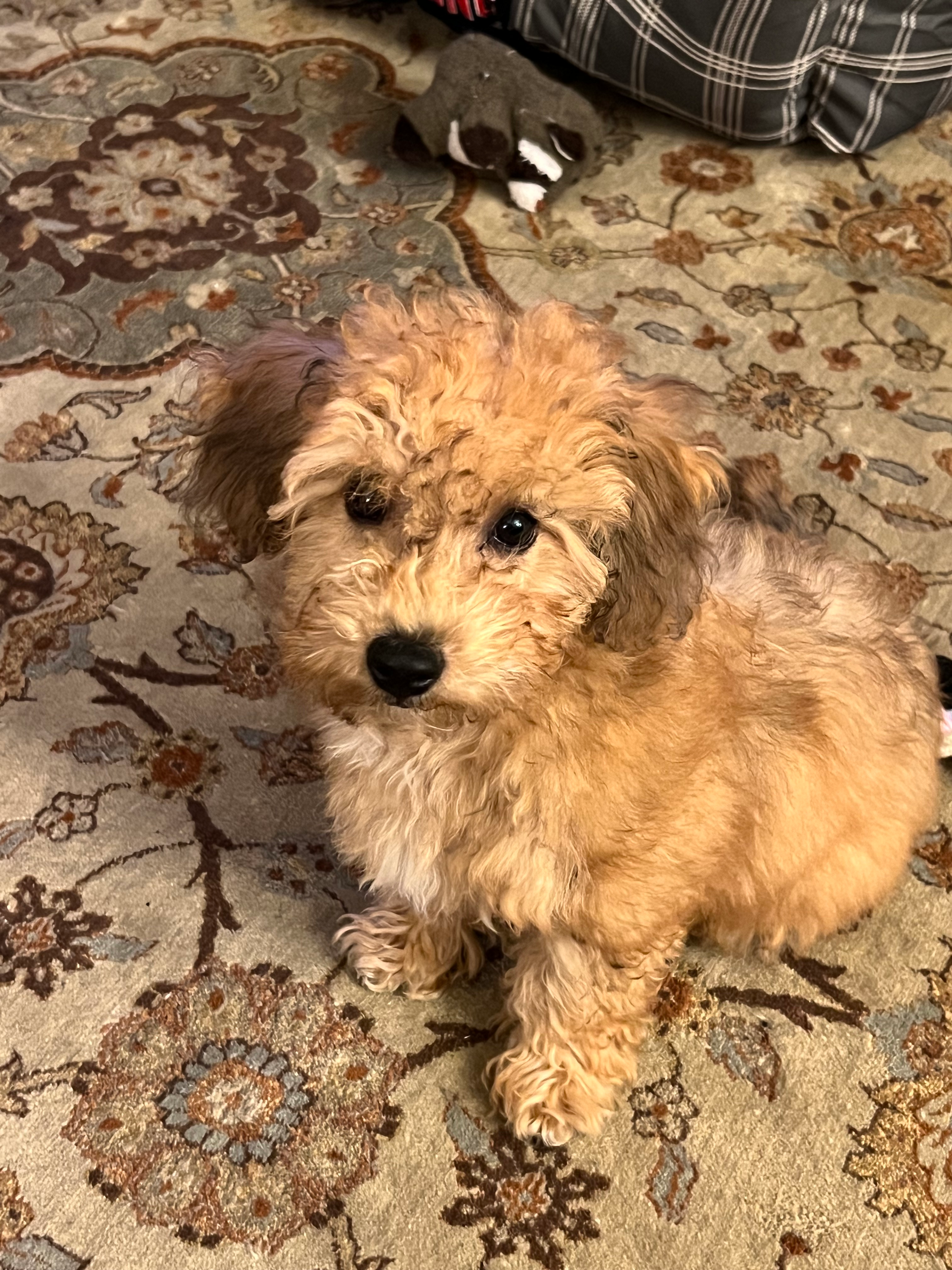 Petite Poochon Poodle Mix Pup