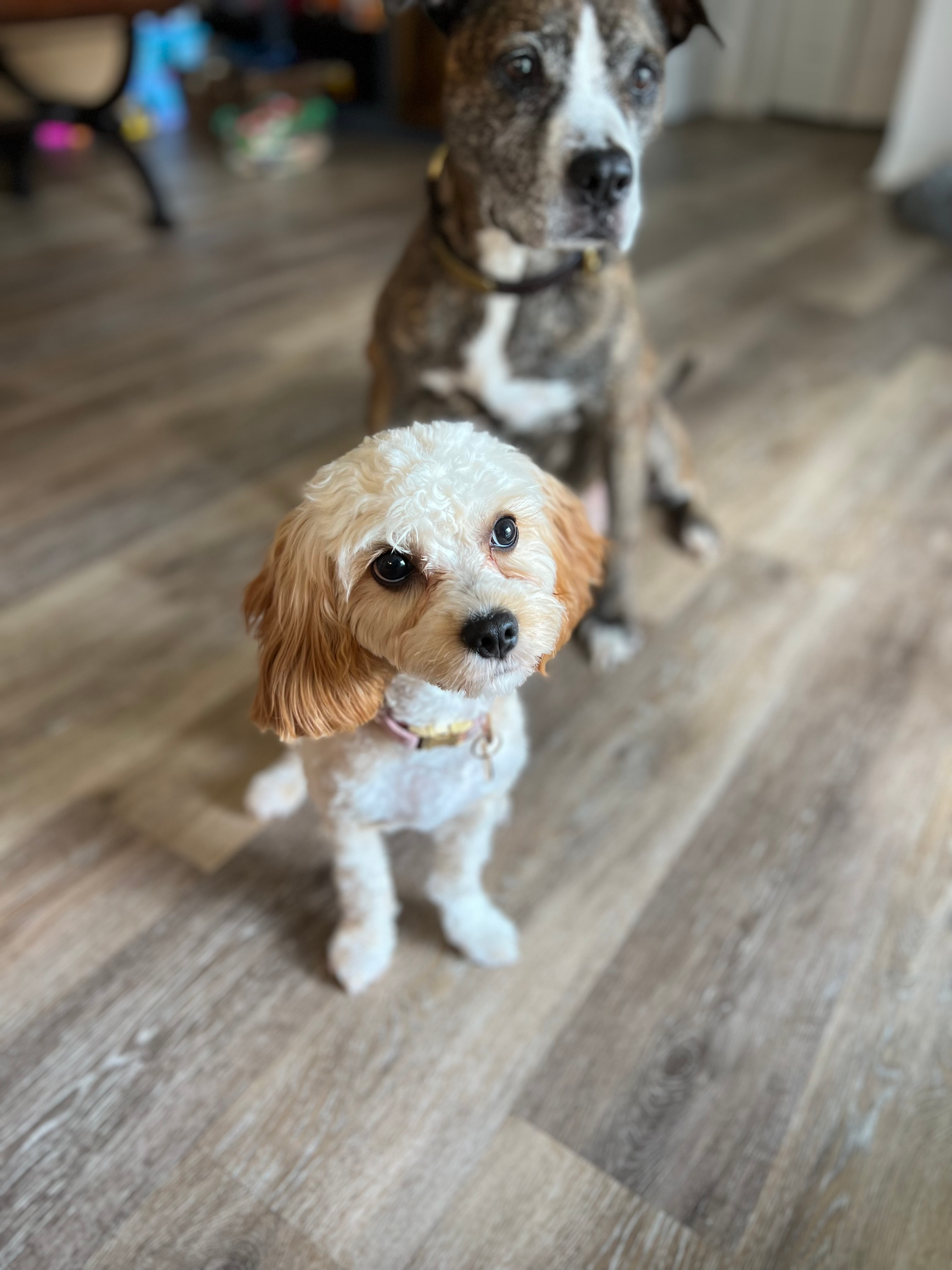 Playful Cavoodle Poodle Mix Puppy